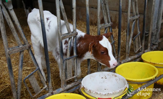 Vacances  la ferme  Stavelot pour 7 personnes en Ardenne